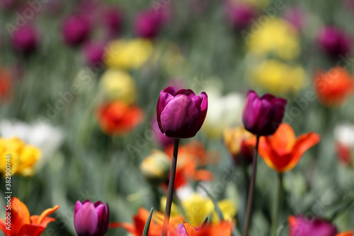 Fototapeta Naklejka Na Ścianę i Meble -  Colorful tulips flowers blooming in a garden.Very beautiful tulips in bloom and smell spring. Colorful tulip garden.