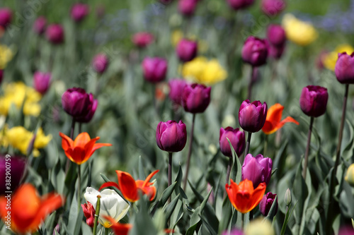 Colorful tulips flowers blooming in a garden.Very beautiful tulips in bloom and smell spring. Colorful tulip garden.