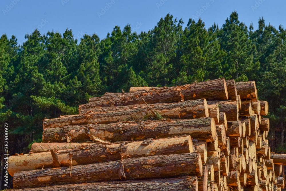 Wood Pile