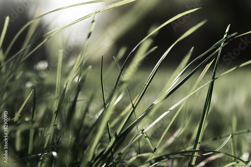 grass in the wind © KIWIRIN