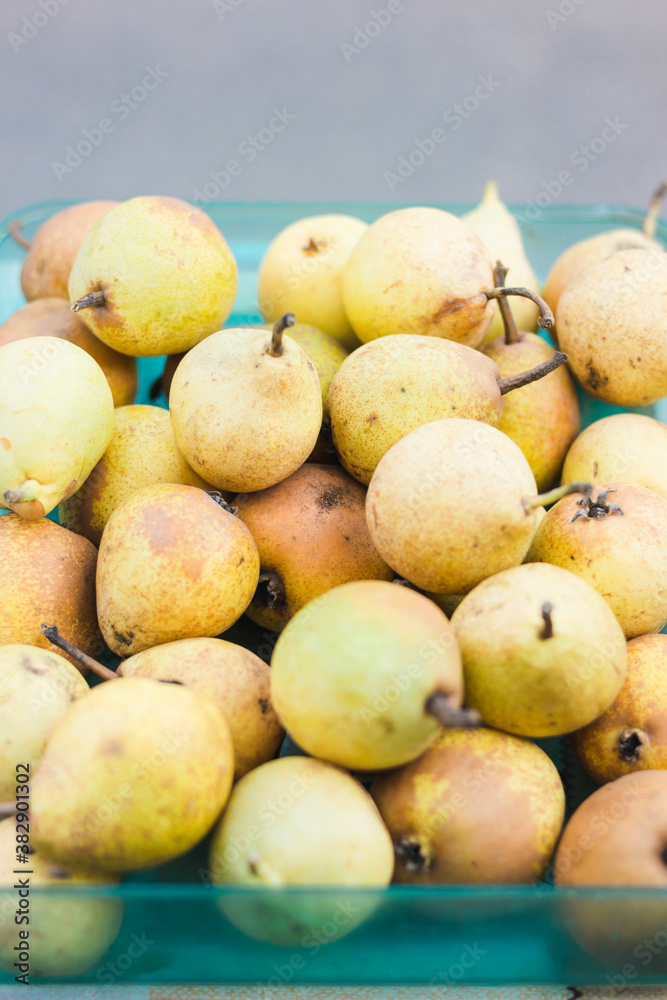 Beautiful ripe yellow pears in a blue container. Beautiful ripe yellow pears in a blue container.