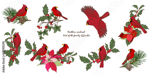 Obraz na plátně Northern cardinal birds and Christmas plants set