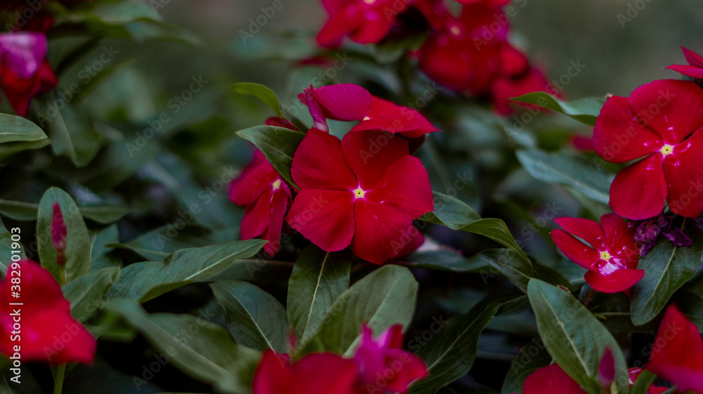 Red Impatiens Walleriana planted in a green leaves vase Red Impatiens Walleriana planted in a green leaves vase