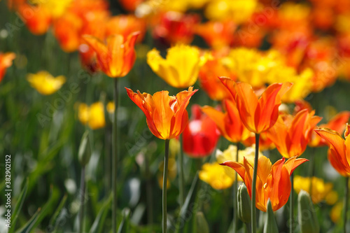 Colorful tulips flowers blooming in a garden.Very beautiful tulips in bloom and smell spring. Colorful tulip garden.