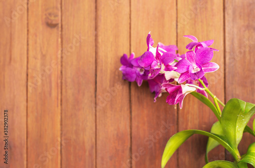 Dendrobium, Purple orchid