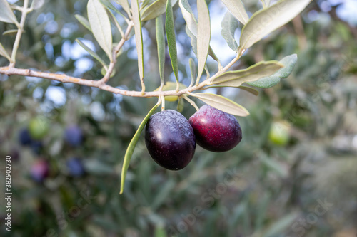 Fresh green olives on the olive tree