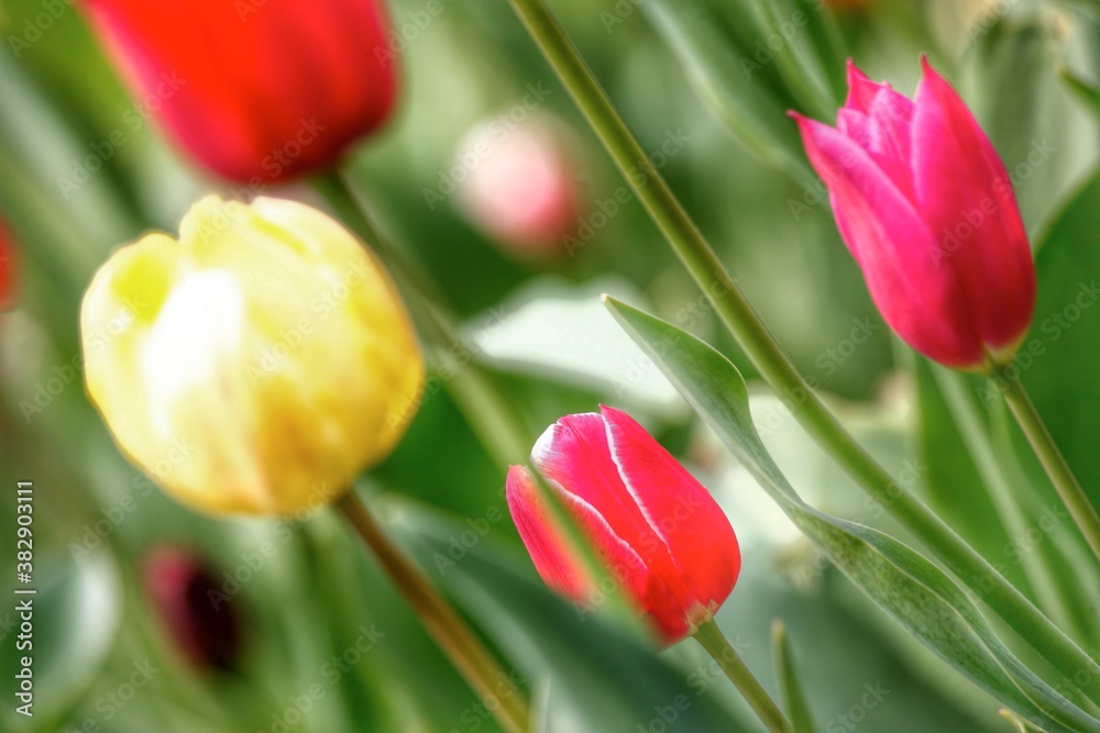 Colorful tulips flowers blooming in a garden.Very beautiful tulips in bloom and smell spring. Colorful tulip garden. Colorful tulips flowers blooming in a garden.Very beautiful tulips in bloom and smell spring. Colorful tulip garden.