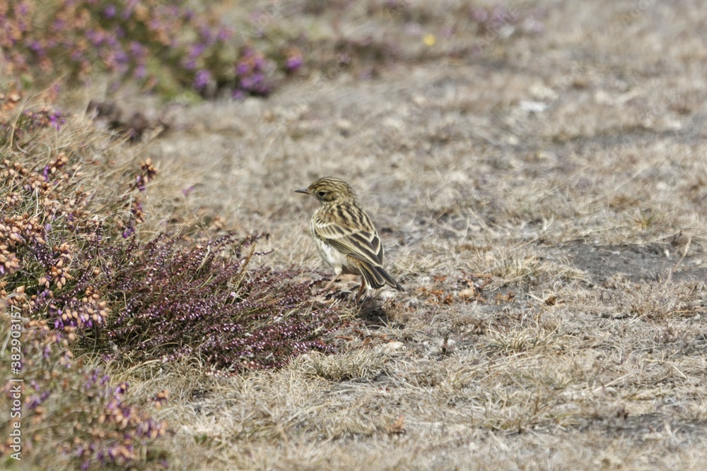 A meadow pipit, Anthus pratensis, with dry grass A meadow pipit, Anthus pratensis, with dry grass