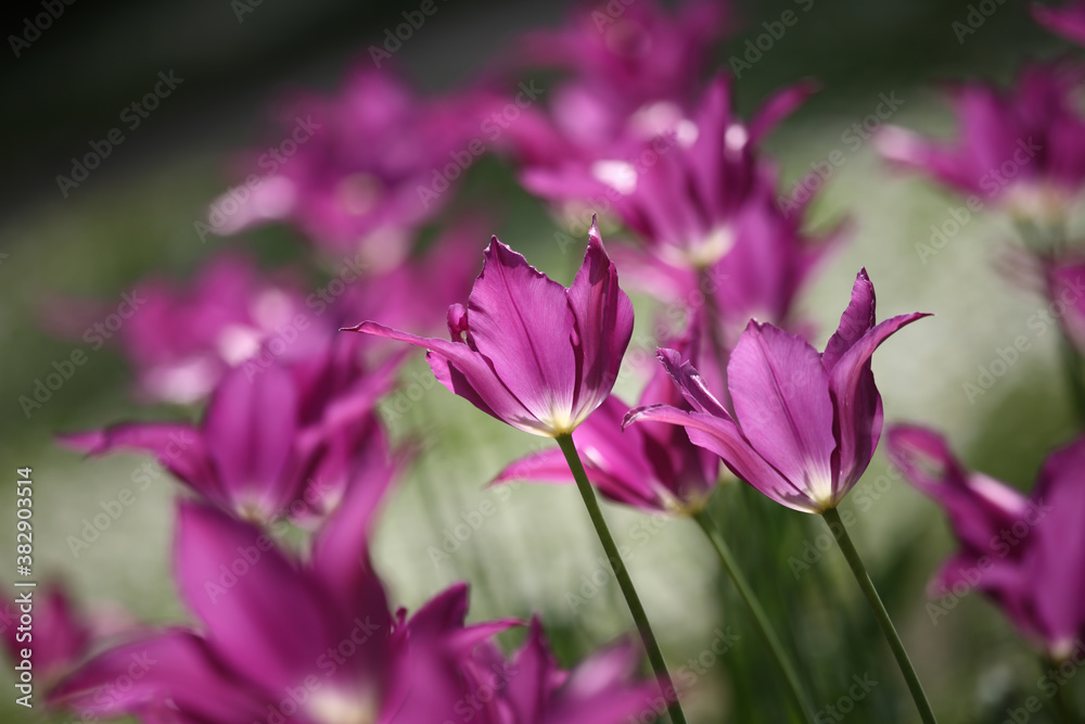 Colorful tulips flowers blooming in a garden.Very beautiful tulips in bloom and smell spring. Colorful tulip garden.