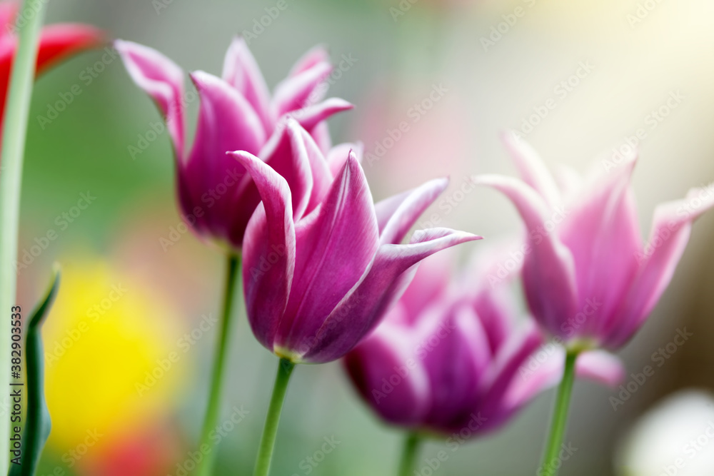 Colorful tulips flowers blooming in a garden.Very beautiful tulips in bloom and smell spring. Colorful tulip garden. Colorful tulips flowers blooming in a garden.Very beautiful tulips in bloom and smell spring. Colorful tulip garden.