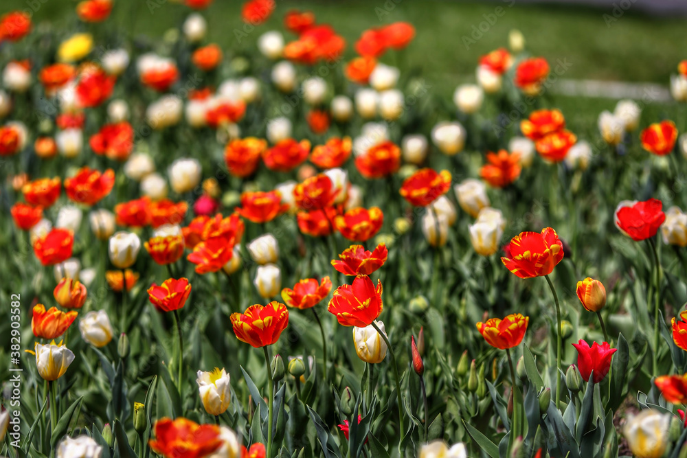 Colorful tulips flowers blooming in a garden.Very beautiful tulips in bloom and smell spring. Colorful tulip garden.