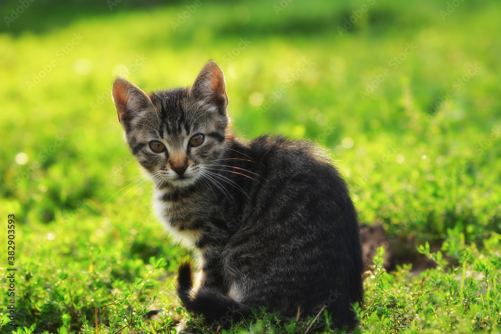 cat on grass