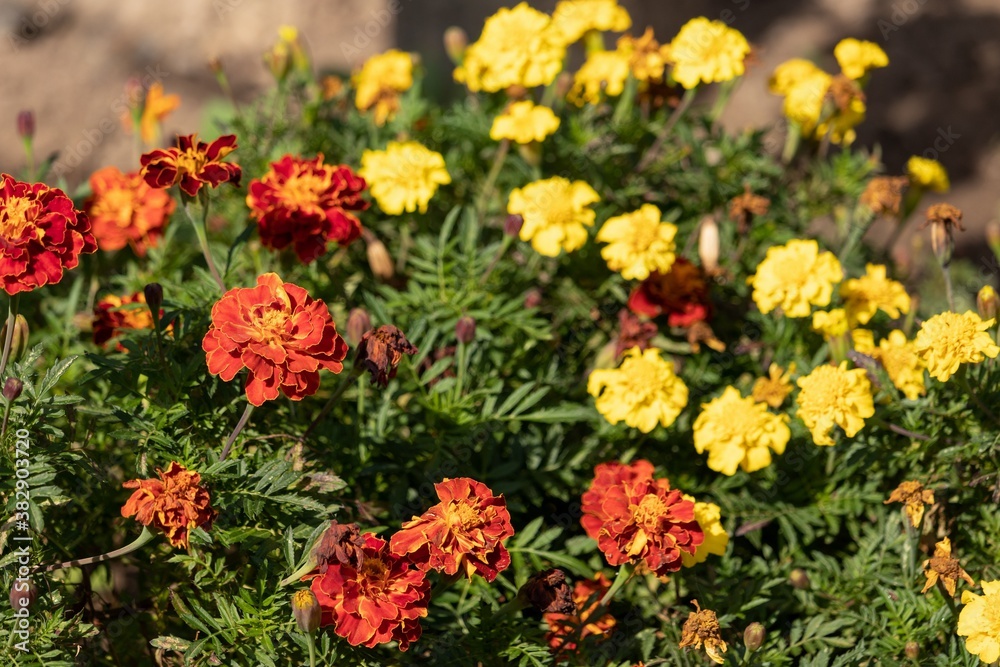 Yellow and dark orange marigolds on a sunny day