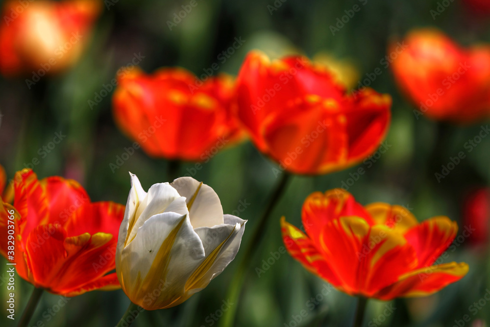 Colorful tulips flowers blooming in a garden.Very beautiful tulips in bloom and smell spring. Colorful tulip garden. Colorful tulips flowers blooming in a garden.Very beautiful tulips in bloom and smell spring. Colorful tulip garden.