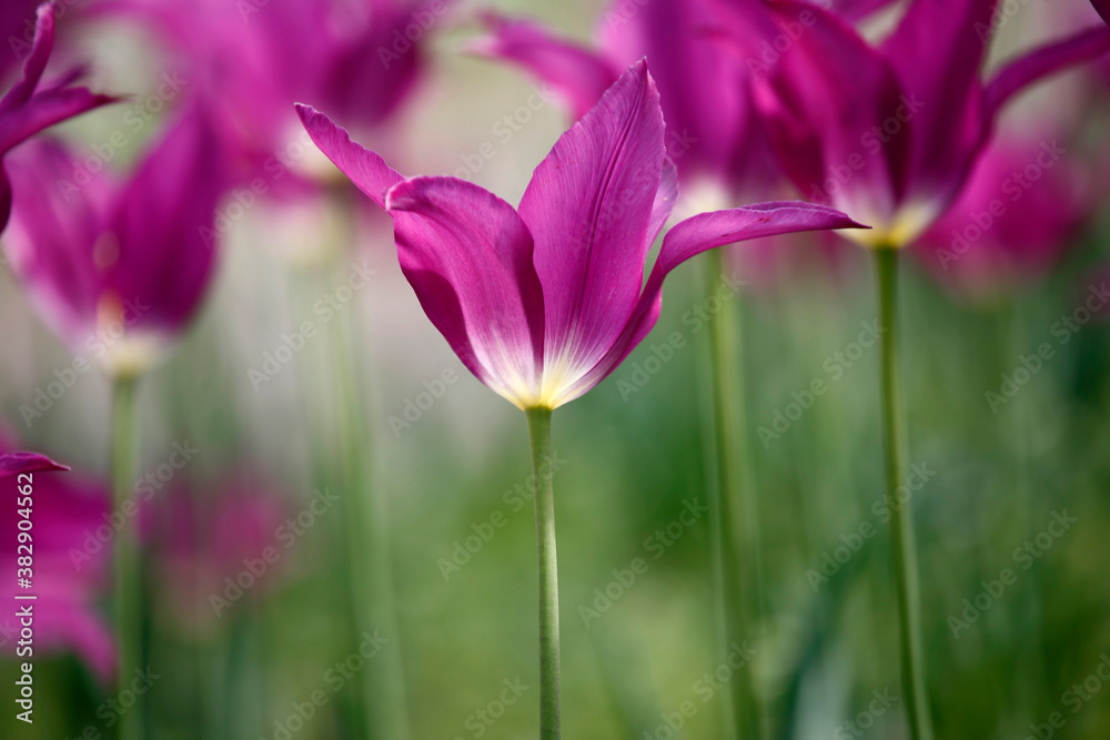 Colorful tulips flowers blooming in a garden.Very beautiful tulips in bloom and smell spring. Colorful tulip garden. Colorful tulips flowers blooming in a garden.Very beautiful tulips in bloom and smell spring. Colorful tulip garden.