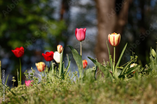Fototapeta Naklejka Na Ścianę i Meble -  Colorful tulips flowers blooming in a garden.Very beautiful tulips in bloom and smell spring. Colorful tulip garden.