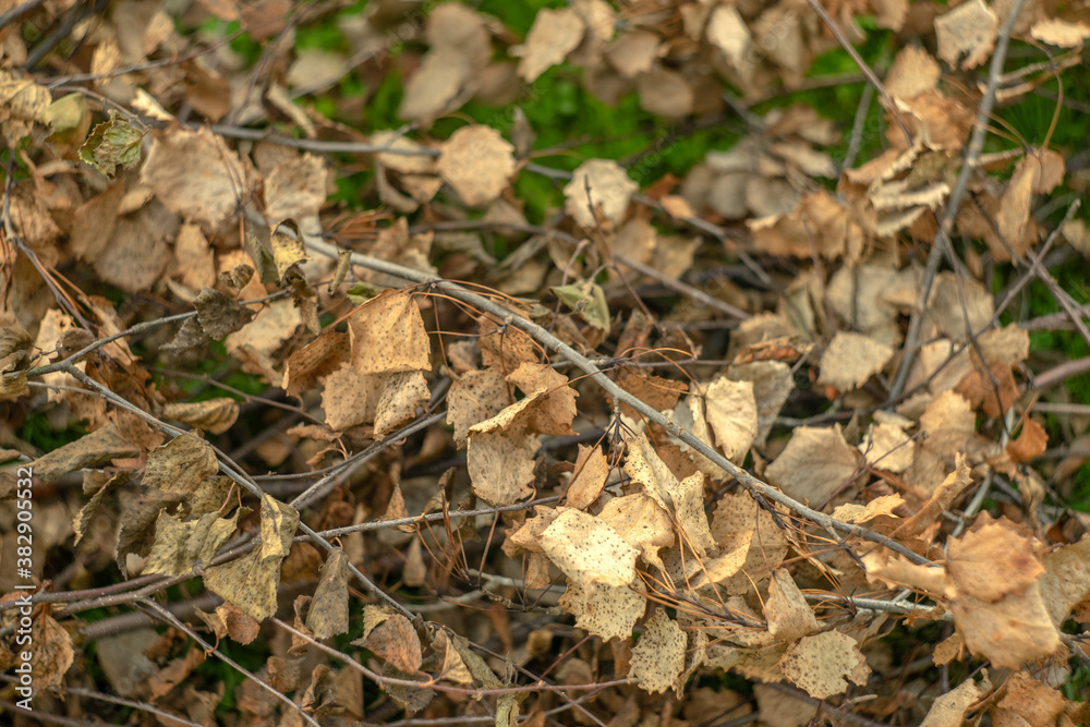 Dry yellow foliage on the branches of felled trees Dry yellow foliage on the branches of felled trees