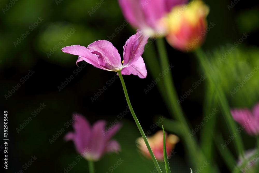 Colorful tulips flowers blooming in a garden.Very beautiful tulips in bloom and smell spring. Colorful tulip garden. Colorful tulips flowers blooming in a garden.Very beautiful tulips in bloom and smell spring. Colorful tulip garden.