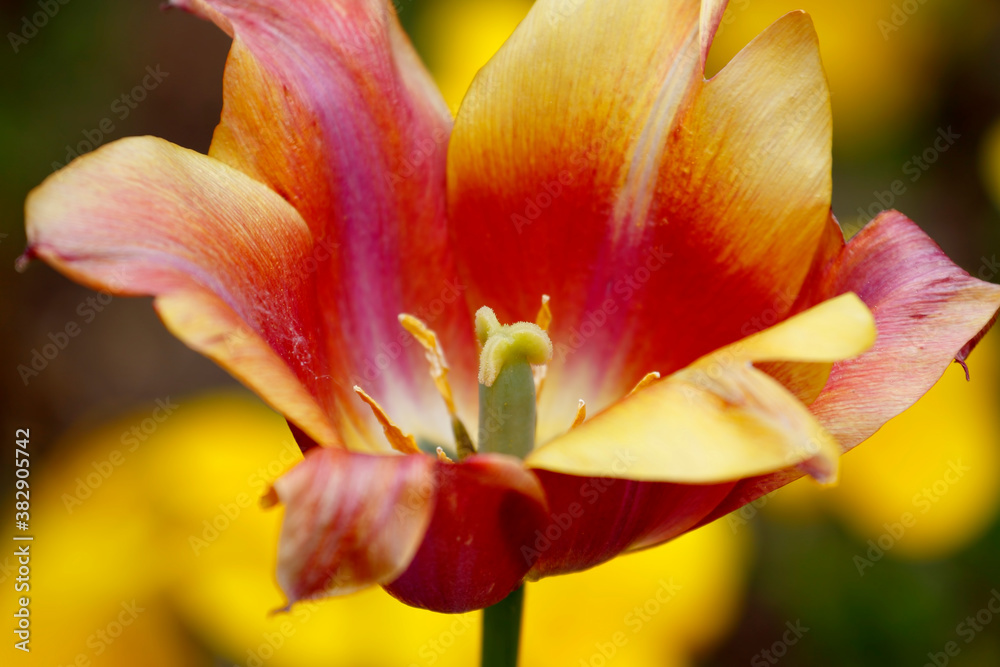 Colorful tulips flowers blooming in a garden.Very beautiful tulips in bloom and smell spring. Colorful tulip garden.