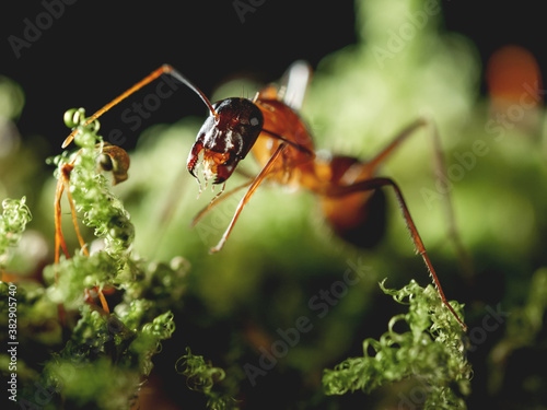Obraz na plátně Macro photo of ant on green moss