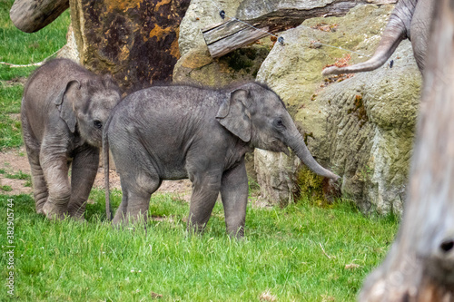 Two little cute baby elephants playing.