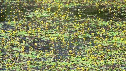 Panning nymphoides peltata fringed water lily with yellow floating heart flowers in water pond at Virginia countryside rural garden  photo