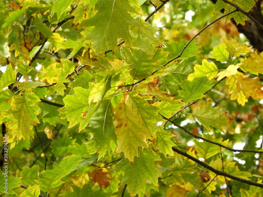 Beautiful landscape of autumn leaves in nature close up Beautiful landscape of autumn leaves in nature close up