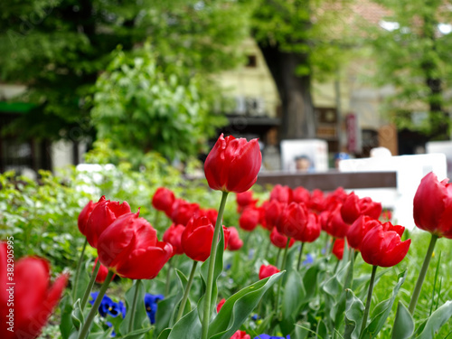 Colorful tulips flowers blooming in a garden.Very beautiful tulips in bloom and smell spring. Colorful tulip garden.