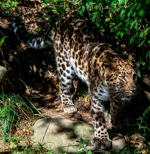 Amur Leopard In Shadow And Light
