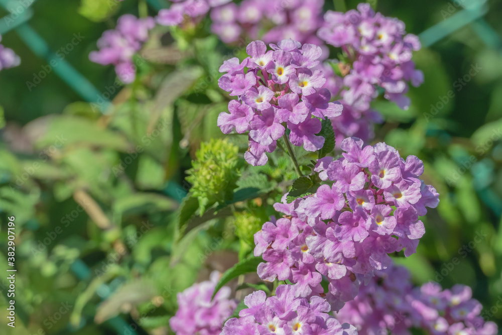 pink flowers of lantana plant close up view..