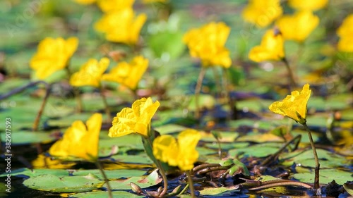 Macro closeup focus rack ground surface level view of nymphoides peltata fringed water lily with yellow floating heart flowers in water pond, Virginia countryside rural garden with honey bees flying photo