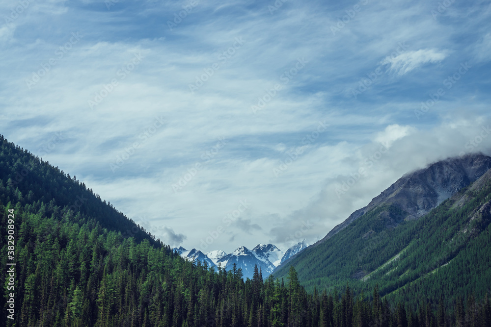 Obraz premium Atmospheric nature scenery with great beautiful snowy mountains behind coniferous forest under cloudy sky. Dramatic landscape with big mountain peak with glacier behind green fir tops in overcast day.
