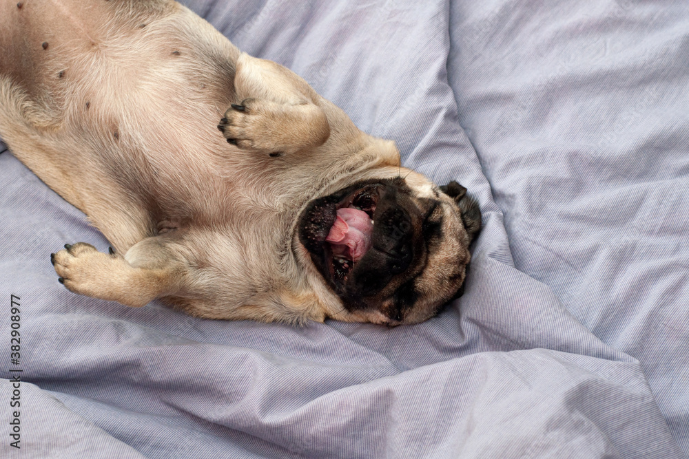 cute pug dog sleeping and yawning on bed. cozy autumn morning cute pug dog sleeping and yawning on bed. cozy autumn morning