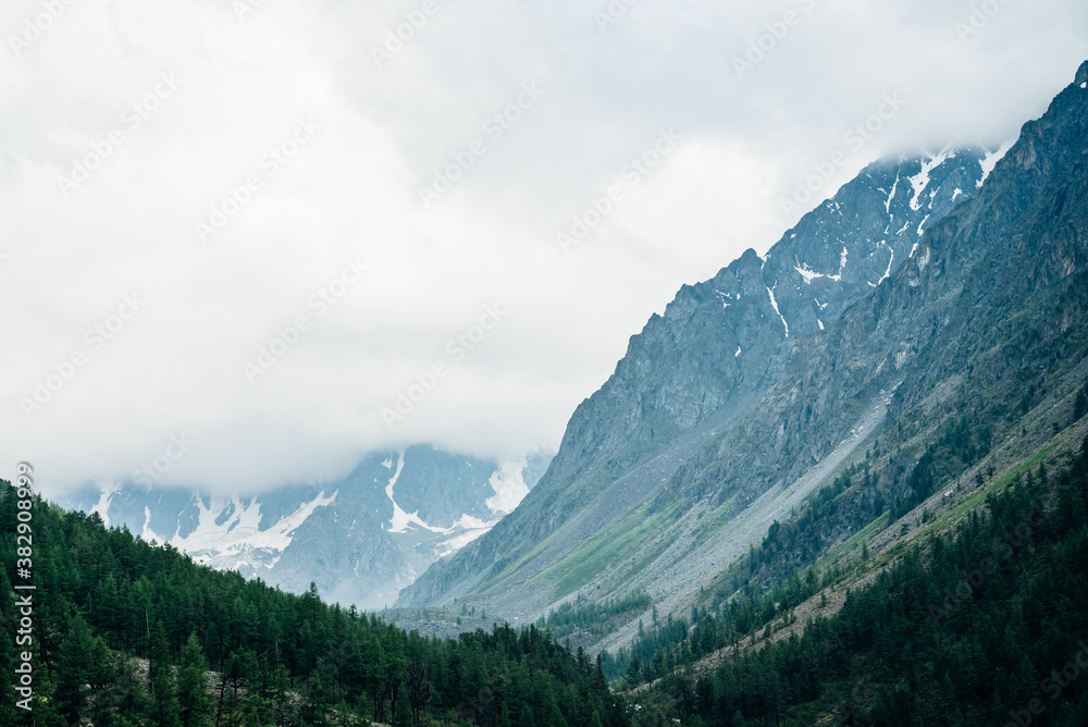 Beautiful big glacier behind coniferous forest on hill side under cloudy sky. Low clouds on giant snowy rocks in overcast weather. Atmospheric alpine scenery with forest hills and rocky mountains.