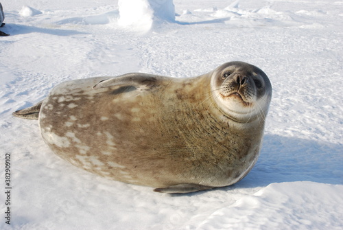 seals on the ice