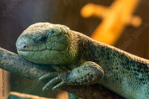 Solomon Islands skink (coricia zebrata) photo