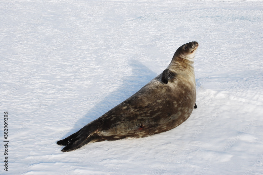 Obraz premium seals on the ice