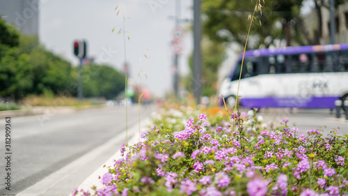Purple Flowers in the Middle of the Street with a Blurry Bus in the Background