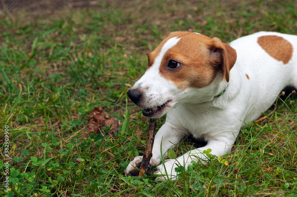 jack russell dog lies on the green grass and gnaws a stick