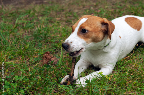 jack russell dog lies on the green grass and gnaws a stick © Yekatseryna