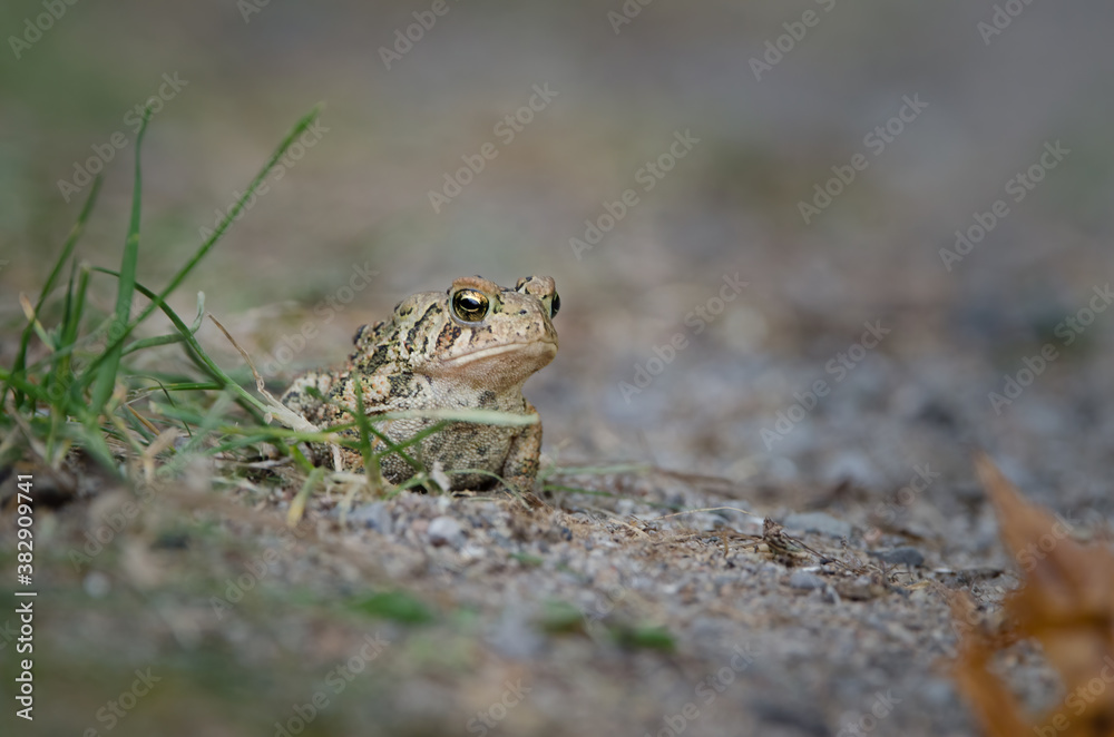 Obraz premium American Toad (Anaxyrus americanus)