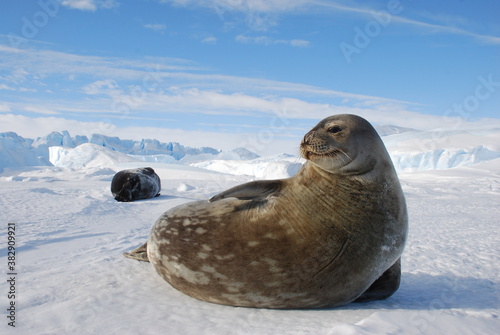seals on the ice