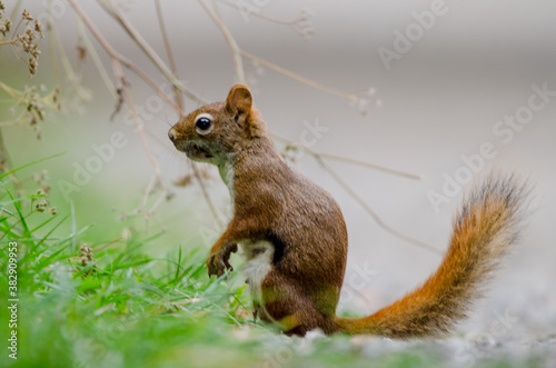 American Red Squirrel (Tamiasciurus hudsonicus) photo