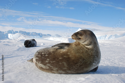seals on the ice