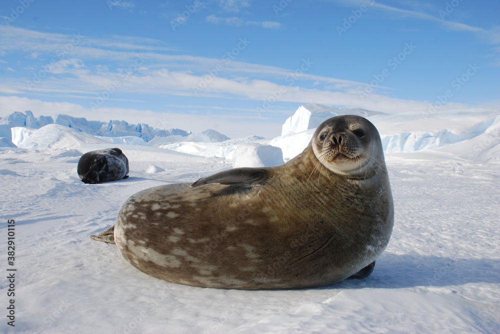 Obraz premium seals on the ice