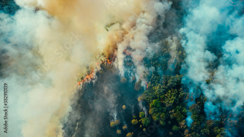 Aerial drone top view of fire or wildfire in forest with huge smoke clouds, burning dry trees and grass.