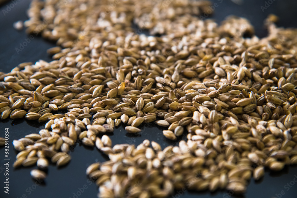 Obraz premium Barley grain malt is an ingredient in the production of beer.