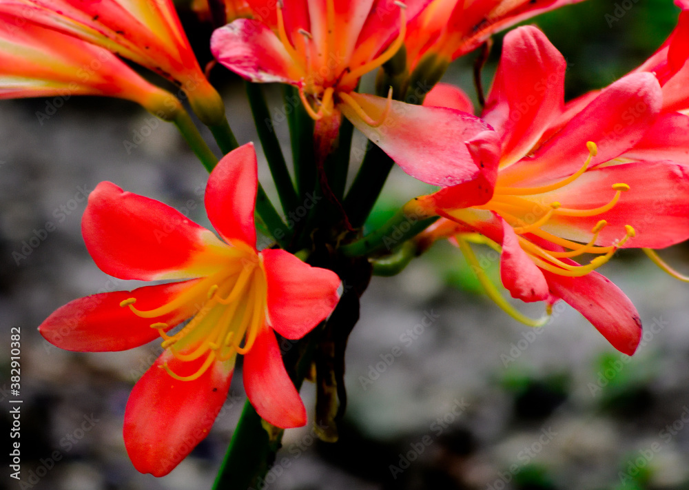 Fototapeta premium clitia2