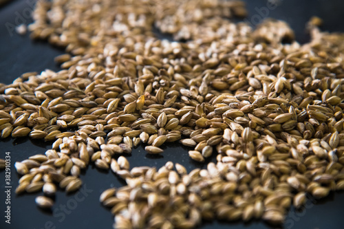 Barley grain malt is an ingredient in the production of beer.