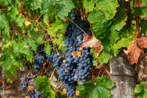 Grappes de raisin cabernet franc dans le vignoble saumurois